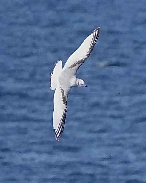 kittiwake